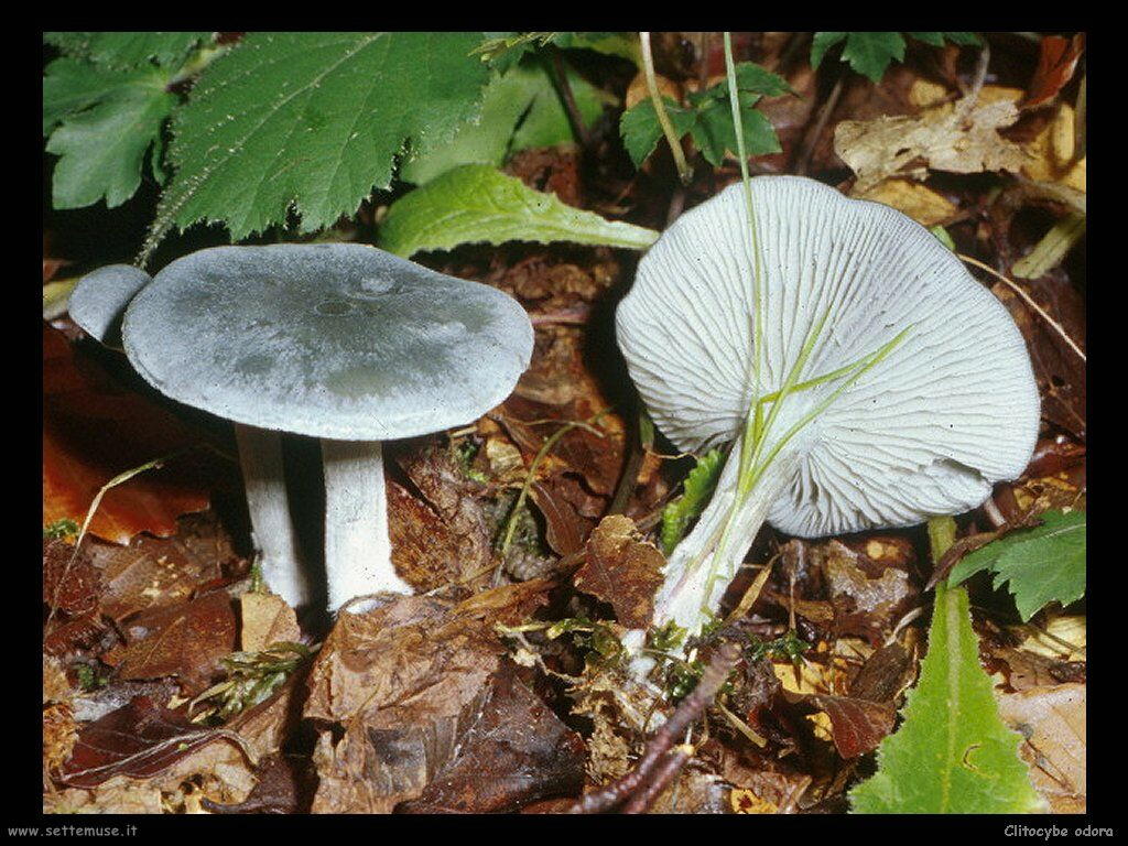 funghi/Clitocybe_odora