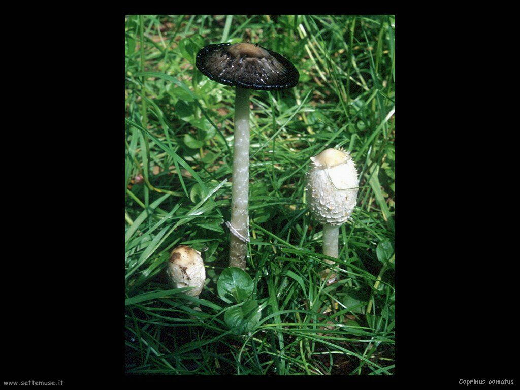 funghi/Coprinus_comatus4