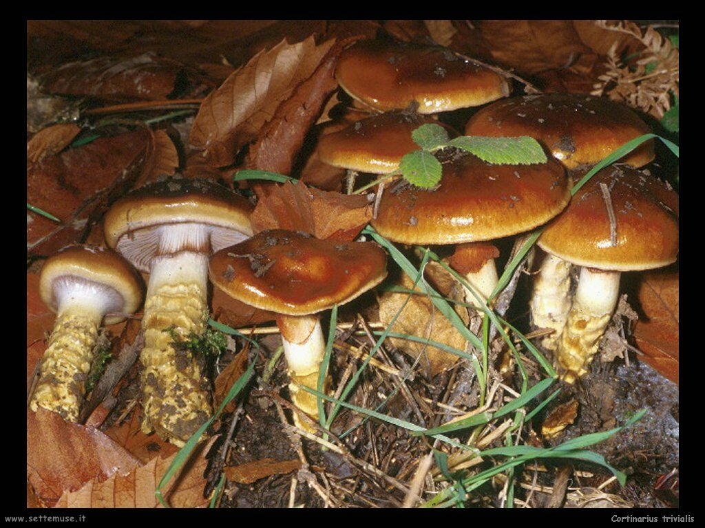 funghi/Cortinarius_trivialis