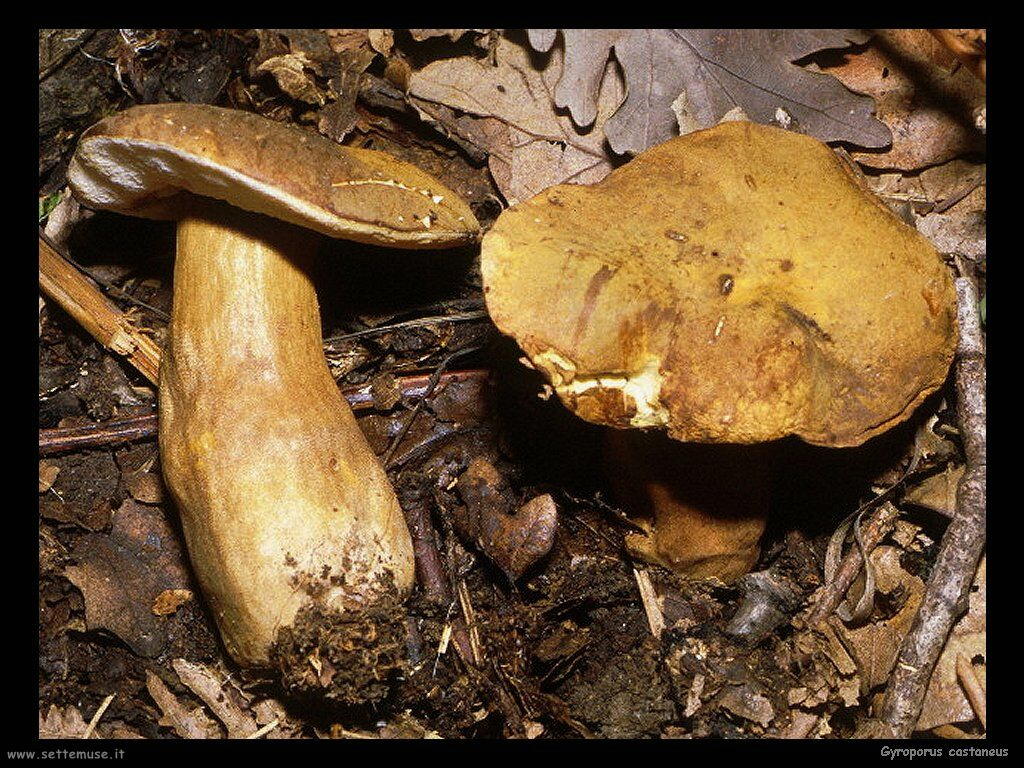 funghi/Gyroporus_castaneus