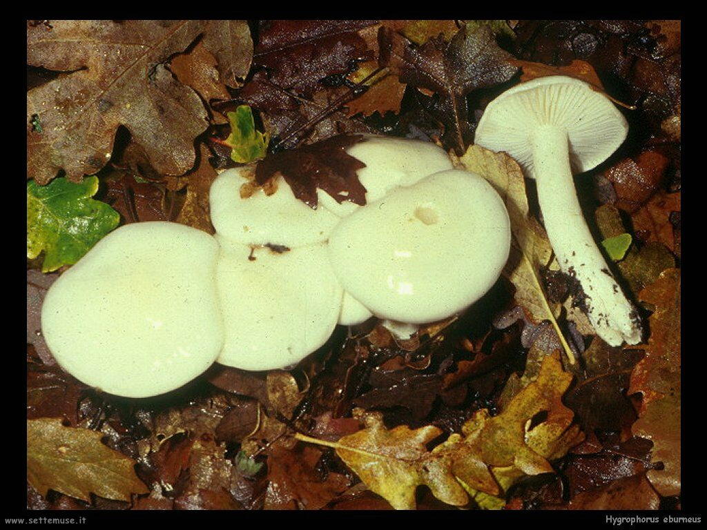 funghi/Hygrophorus_eburneus2