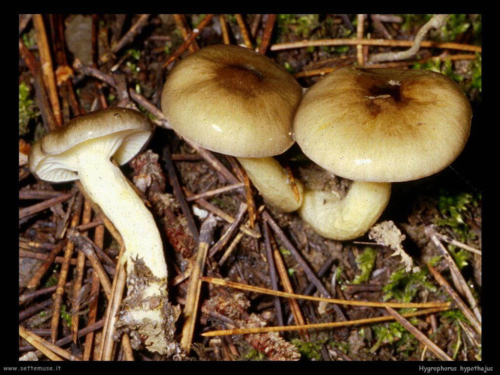 funghi/Hygrophorus_hypothejus