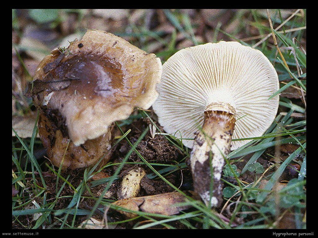 funghi/Hygrophorus_personii