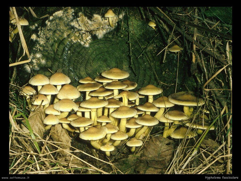 funghi/Hypholoma_fasciculare