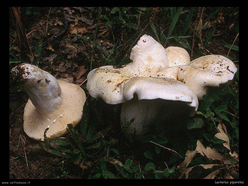 funghi/Lactarius_piperatus