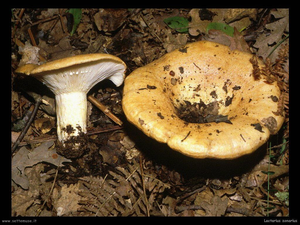 funghi/Lactarius_zonarius