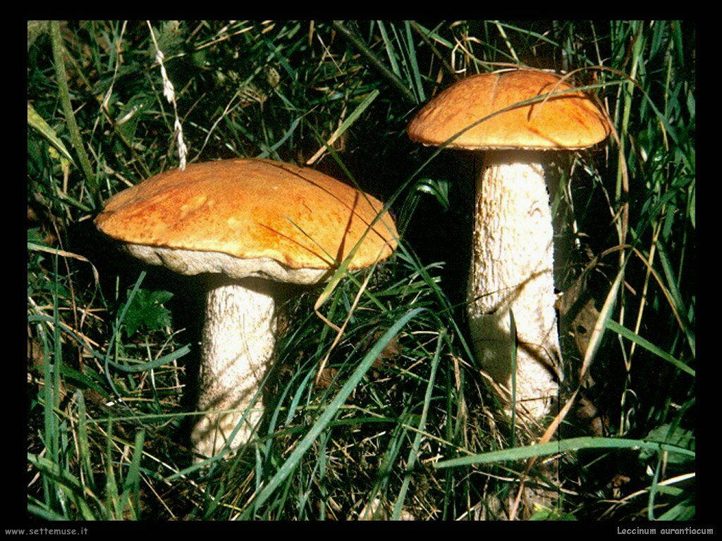 funghi/Leccinum_aurantiacum