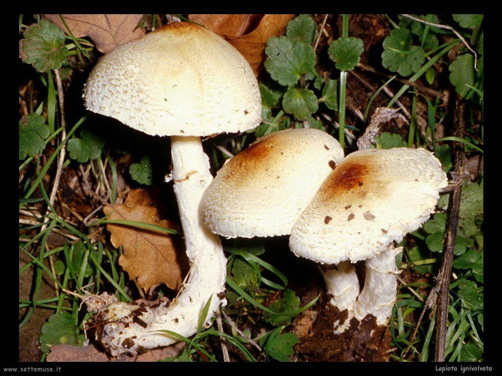 funghi/Lepiota_ignivolvata