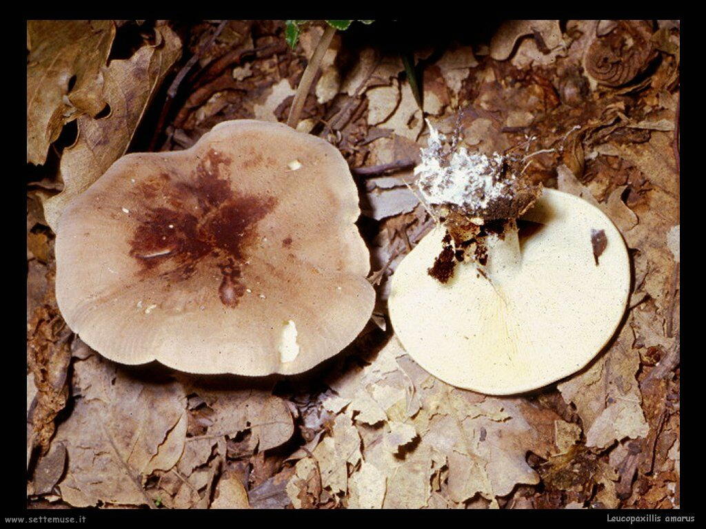 funghi/Leucopaxillis_amarus