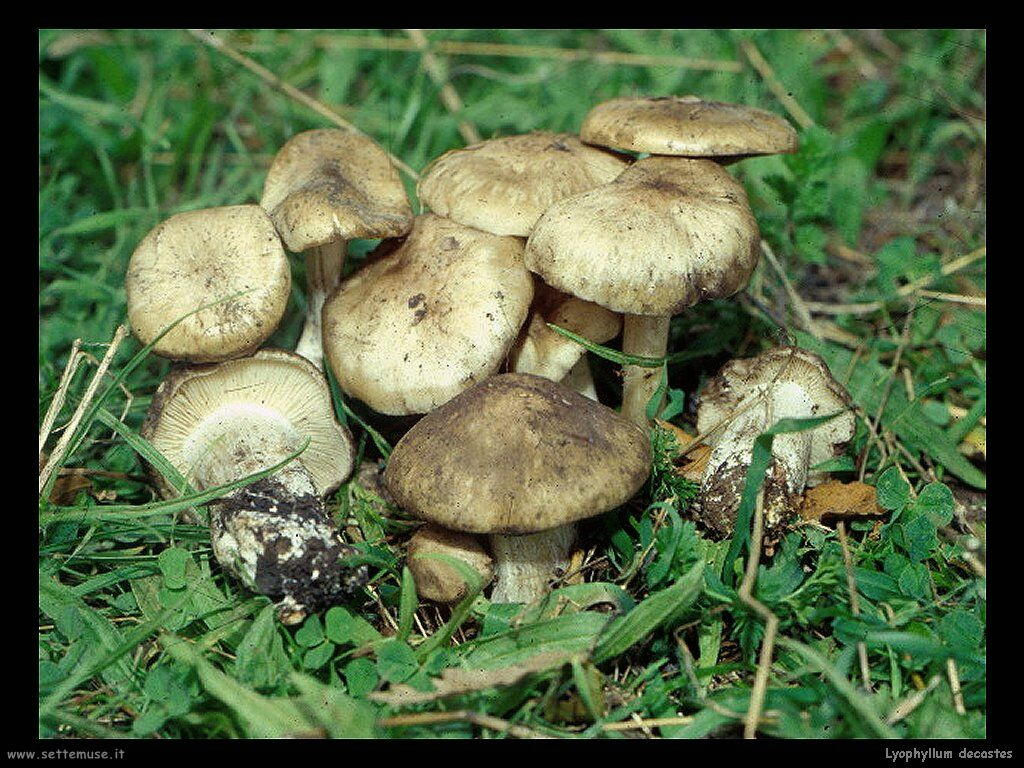 funghi/Lyophyllum_decastes