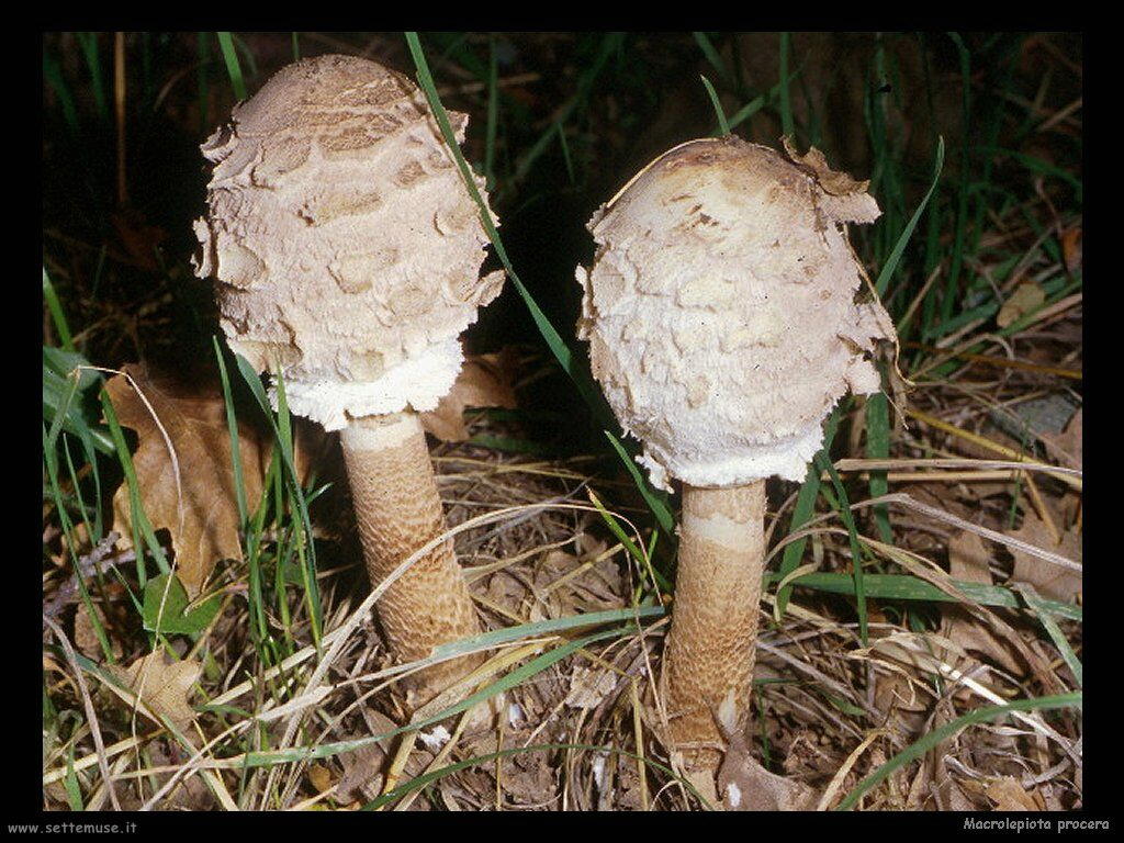 funghi/Macrolepiota_procera2