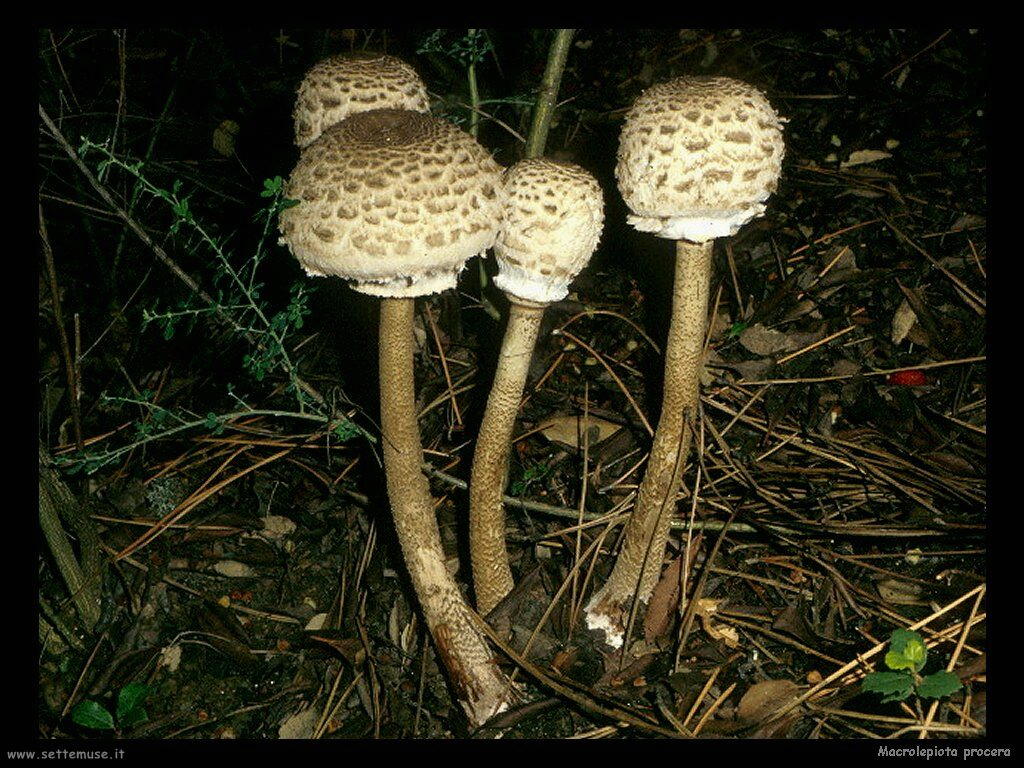 funghi/Macrolepiota_procera3