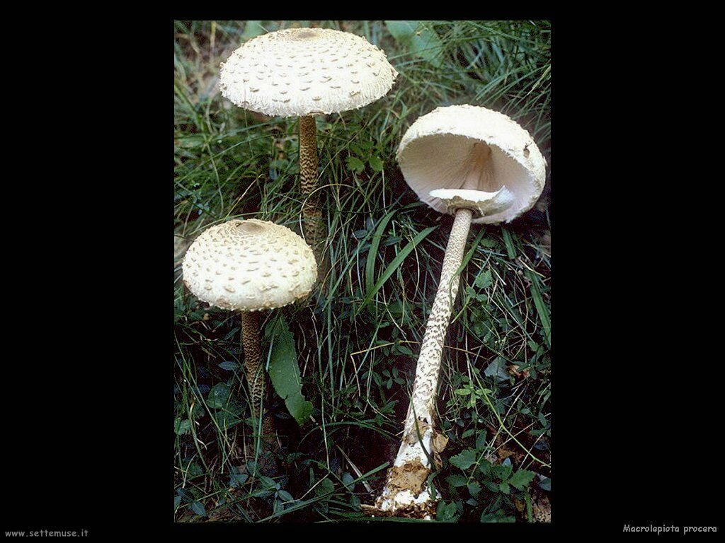funghi/Macrolepiota_procera5
