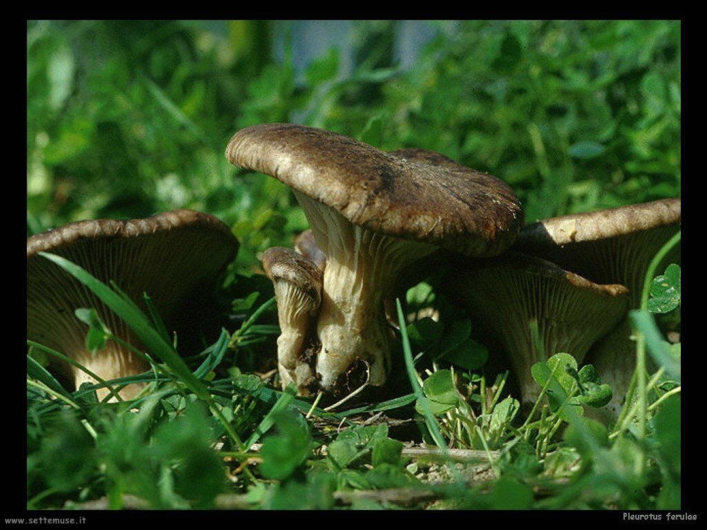 funghi/Pleurotus_ferulae