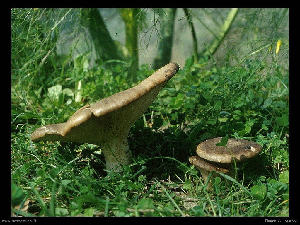 funghi/Pleurotus_ferulae3