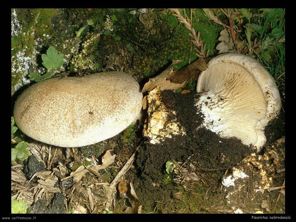 funghi/Pleurotus_nebrodensis