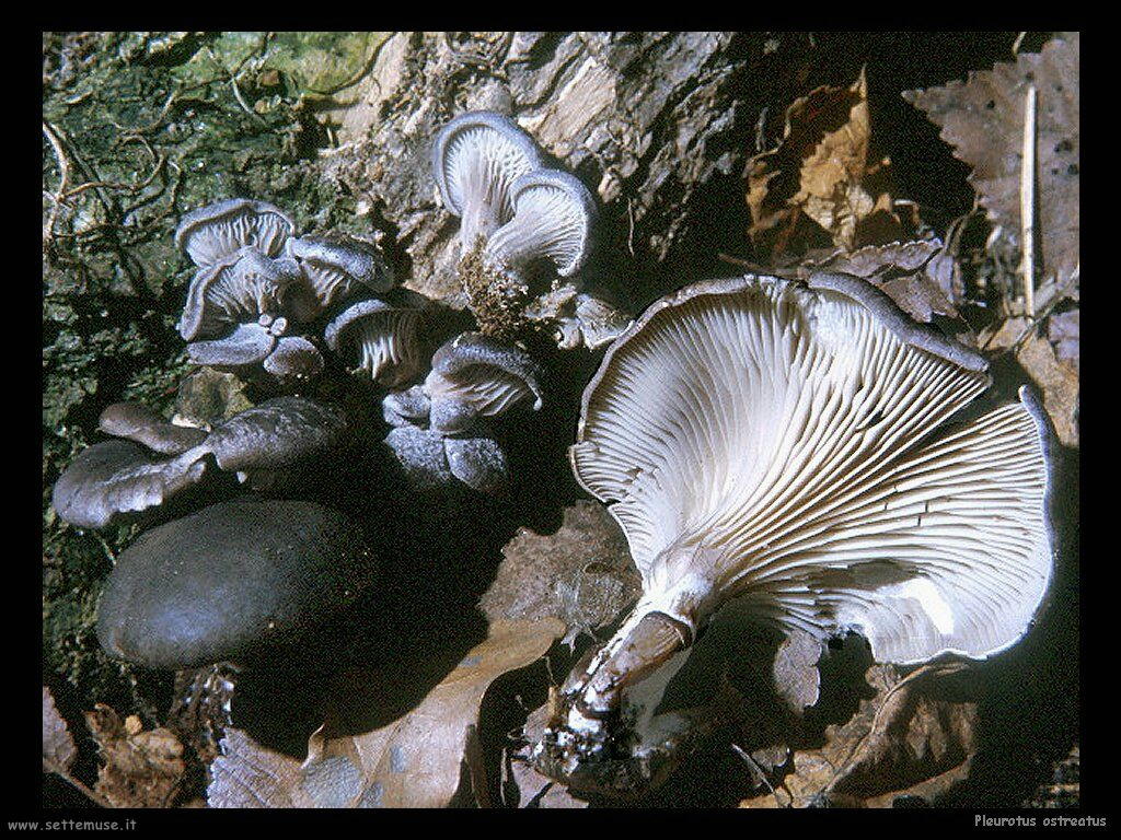 funghi/Pleurotus_ostreatus
