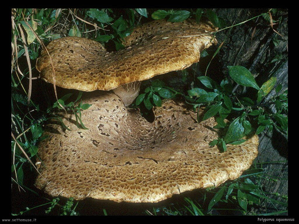 funghi/Polyporus_squamosus