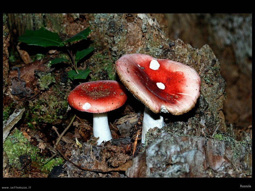 funghi/Russula