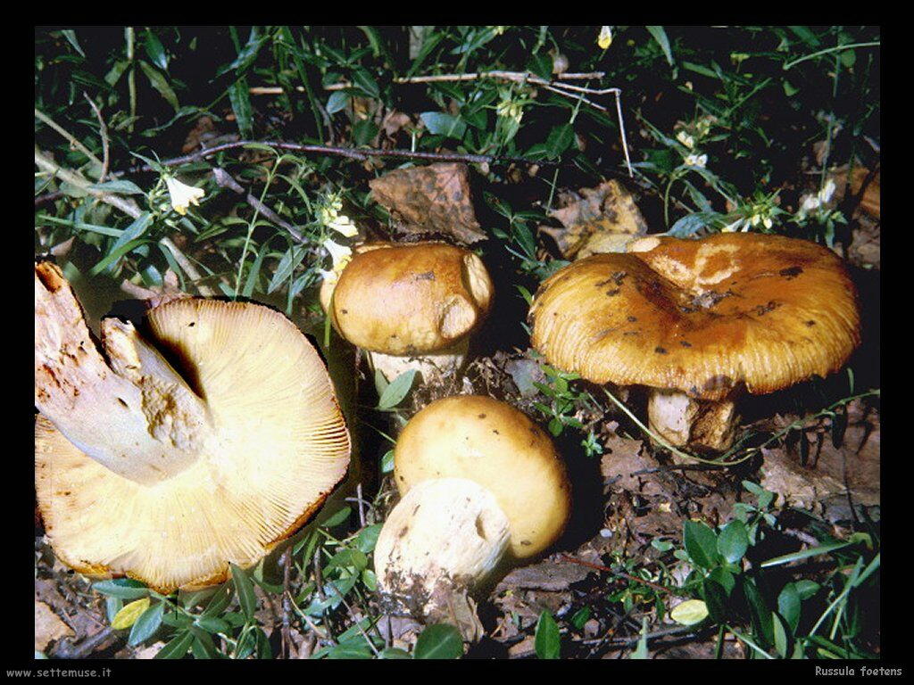 funghi/Russula_foetens2