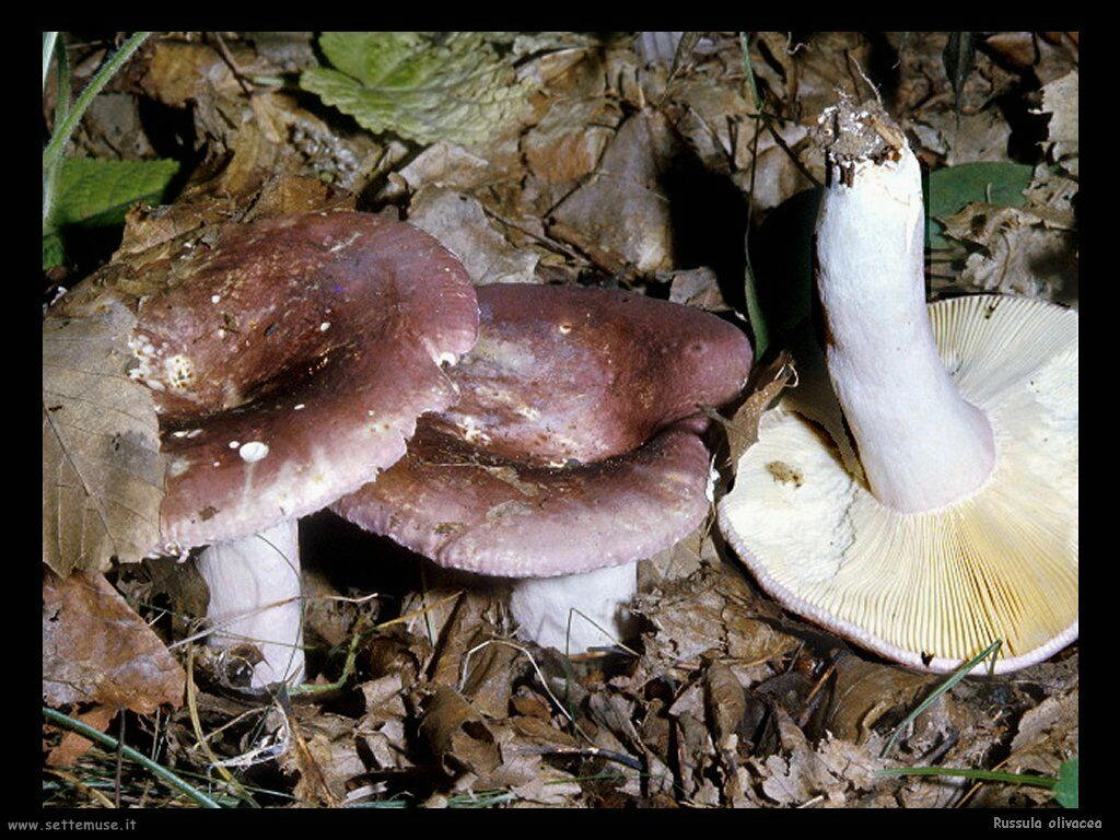 funghi/Russula_olivacea