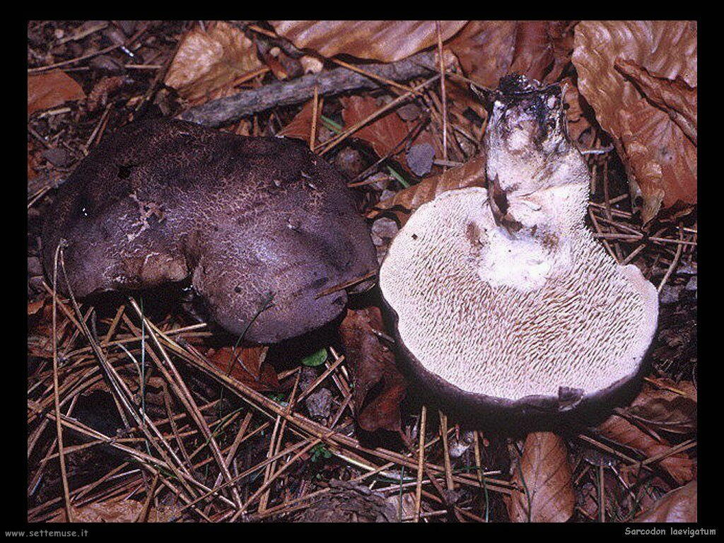 funghi/Sarcodon_laevigatum