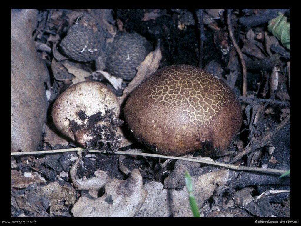 funghi/Scleroderma_areolatum