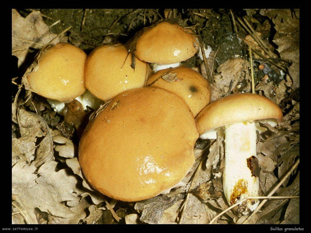 funghi/Suillus_granulatus