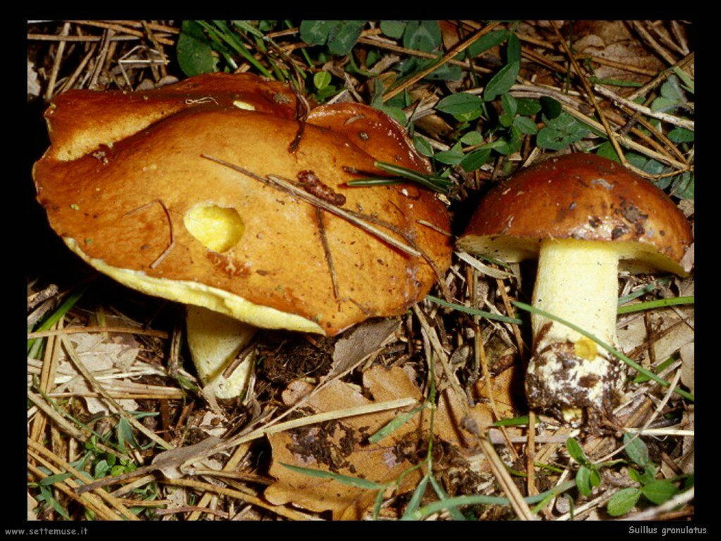 funghi/Suillus_granulatus2