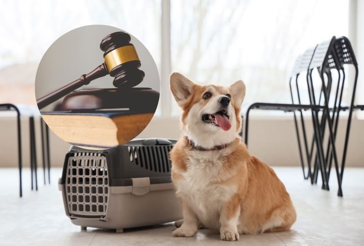 sentenza corte giustizia UE